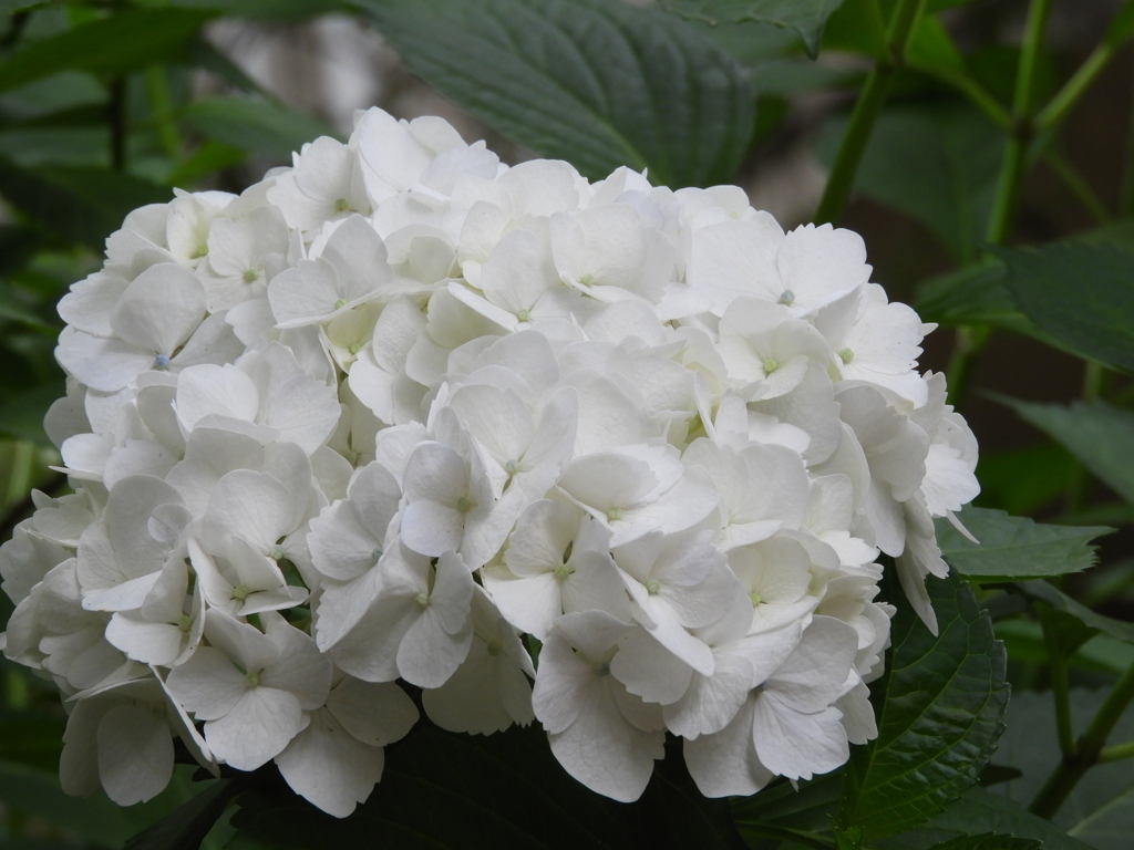 紫陽花10