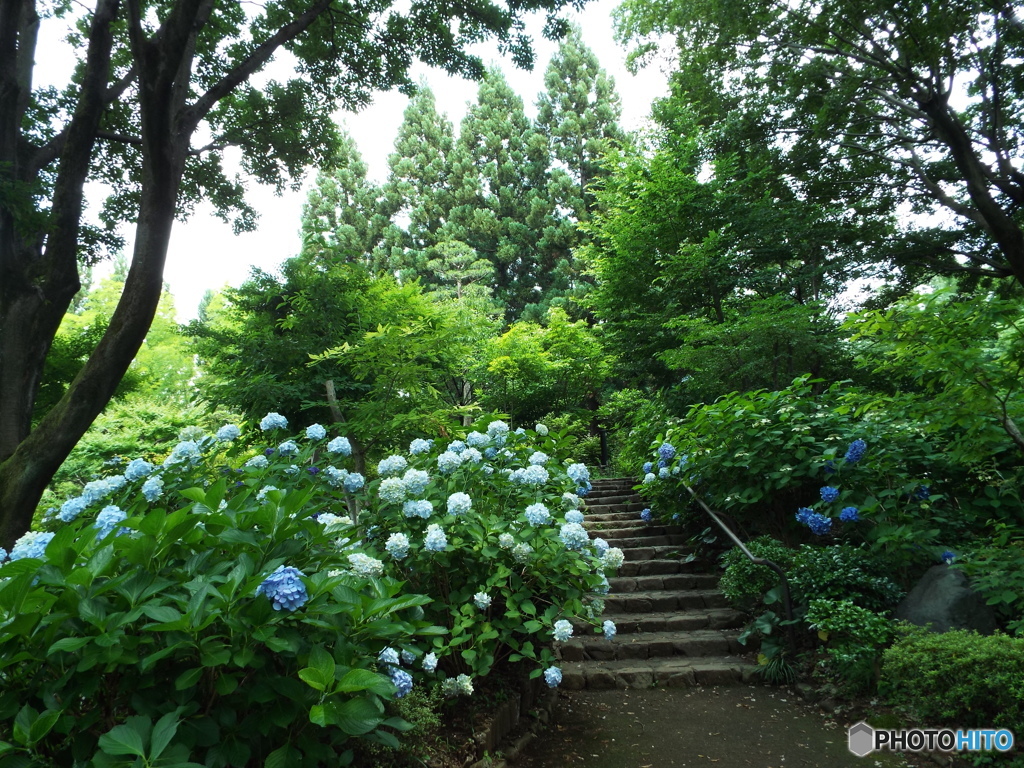 日本庭園6