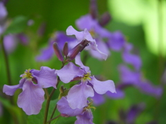 諸葛菜（しょかっさい）