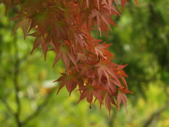 初秋の日本庭園8