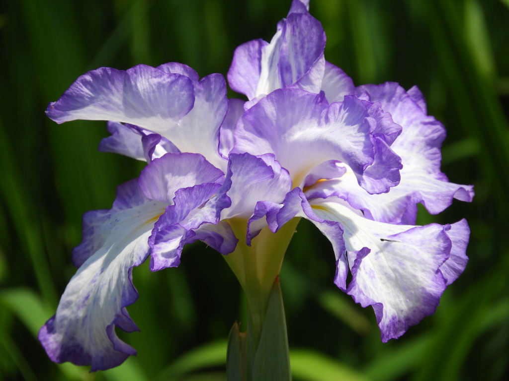 北山公園・菖蒲苑20