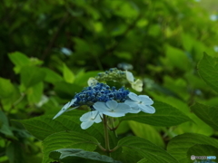 深緑の彩の森入間公園9