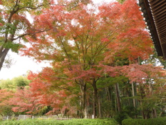 能仁寺の紅葉1