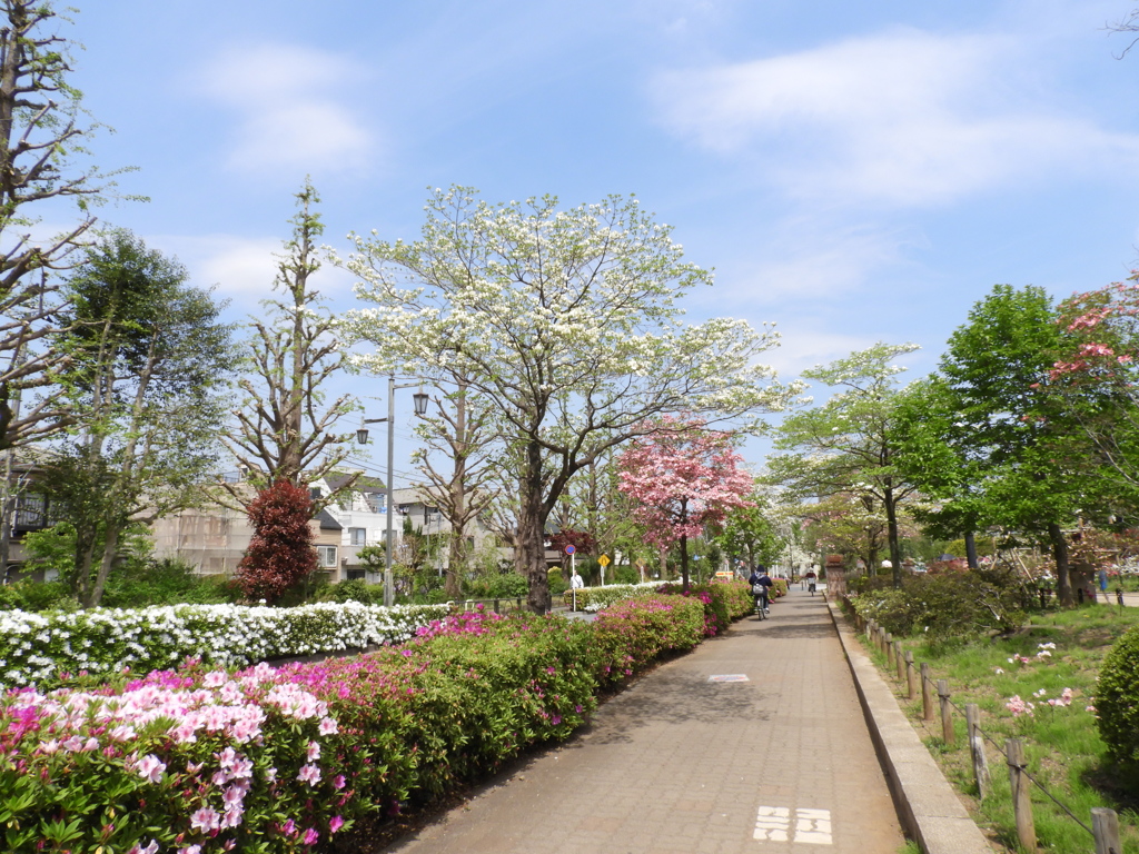 平成つつじ公園17 By Misaki 05 Id 写真共有サイト Photohito