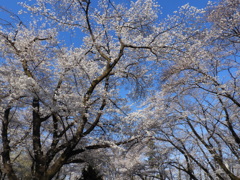 稲荷山公園・桜9