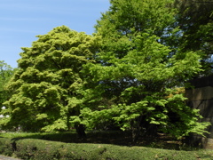 皇居東御苑3