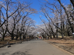 稲荷山公園・桜 1