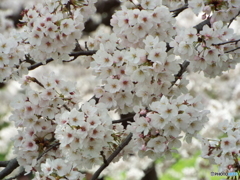 桜8