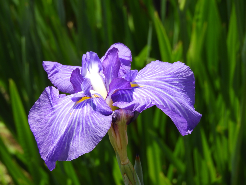 北山公園・菖蒲苑6