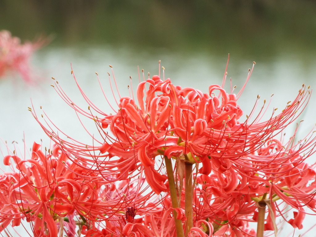 岸辺の曼珠沙華11