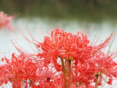 岸辺の曼珠沙華11