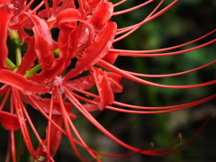 曼珠沙華6