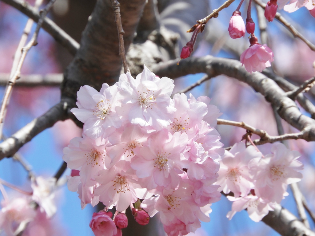 散歩道・枝垂れ桜1