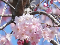 散歩道・枝垂れ桜1