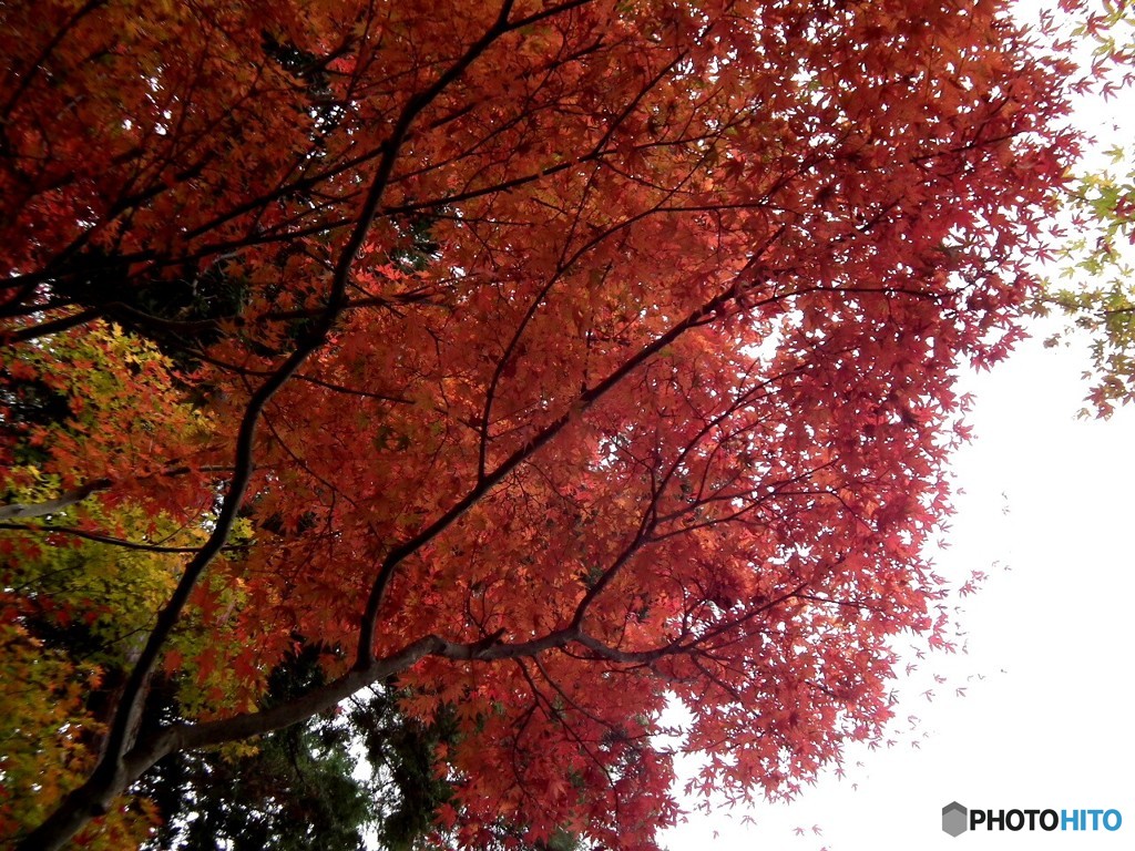 銀閣寺544