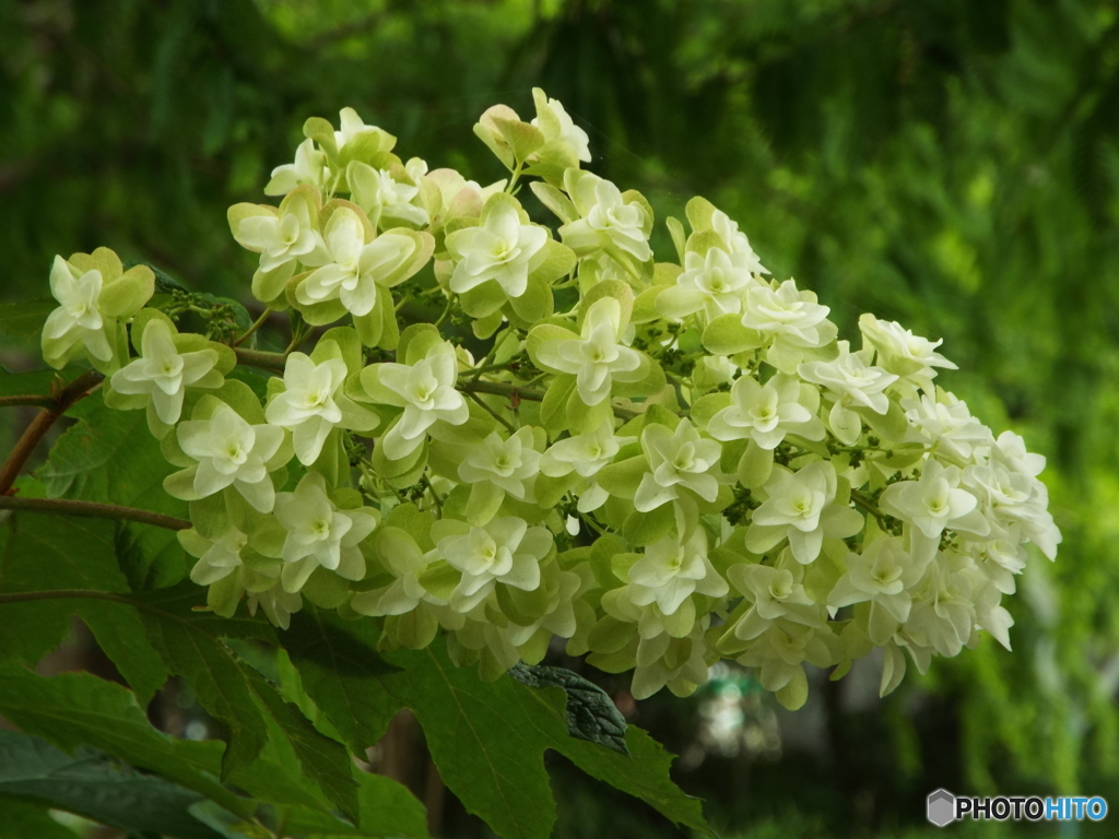 昭和記念公園・紫陽花1
