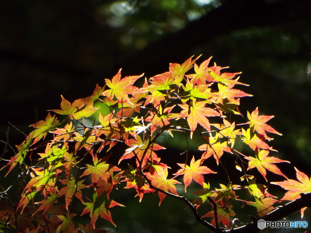 殿ヶ谷戸庭園・もみじ13