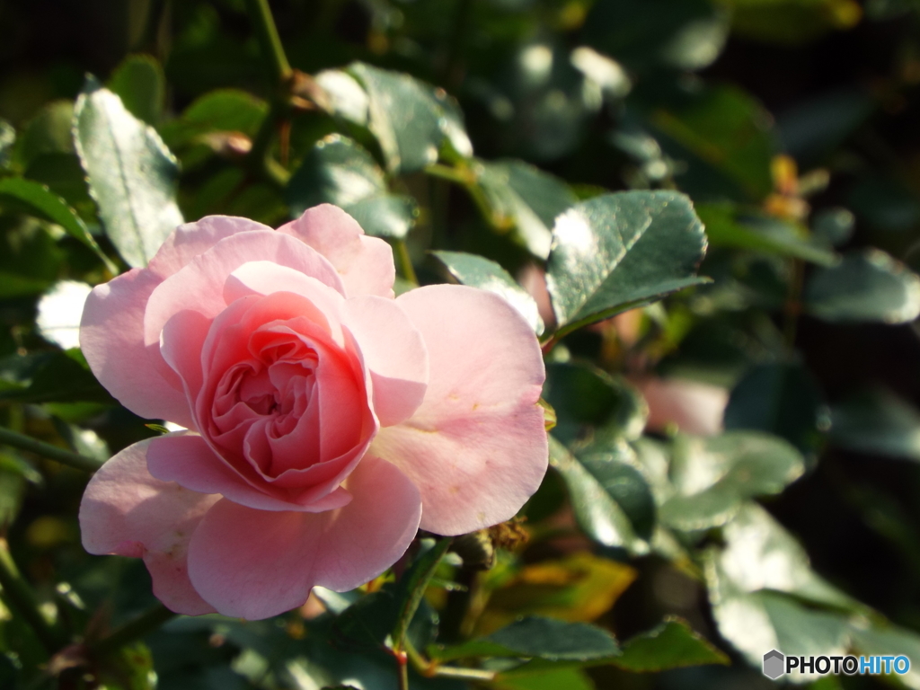 新宿御苑・秋薔薇5