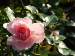 新宿御苑・秋薔薇5