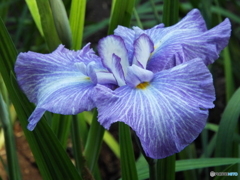 花菖蒲19