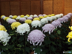 新宿御苑菊花壇展10