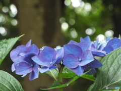 昭和記念公園・紫陽花4