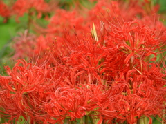 彼岸花2