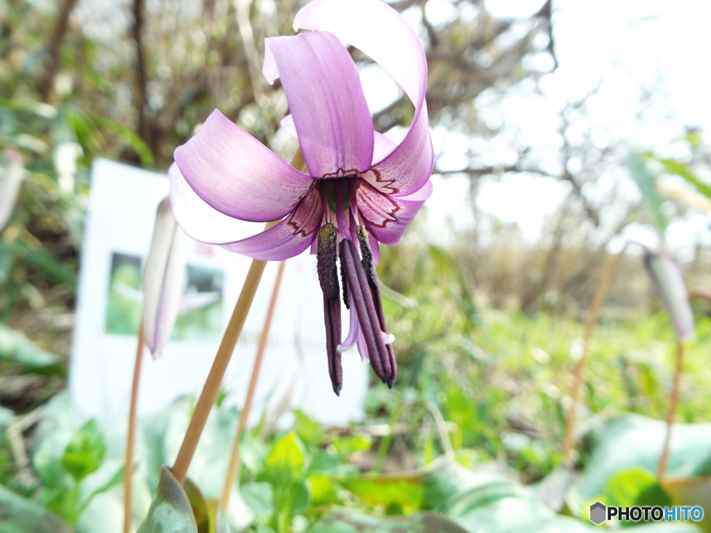 カタクリの花 1