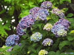 深緑の昭和記念公園20