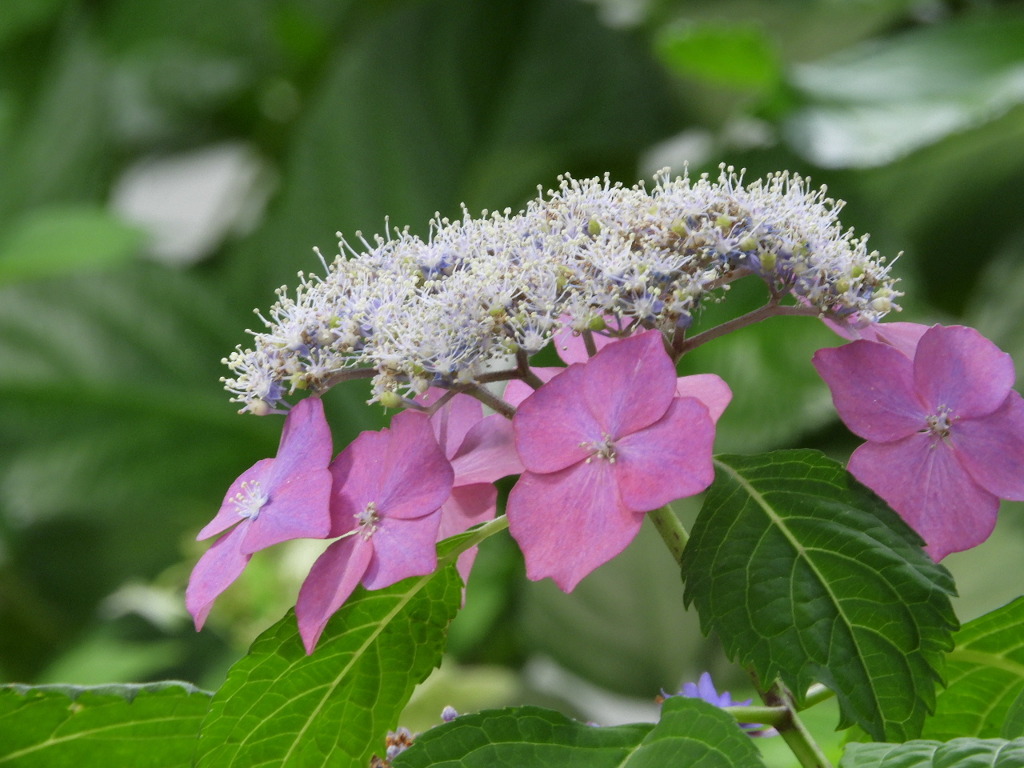 豊島園・紫陽花7