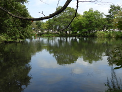 初秋の智光山公園散策11