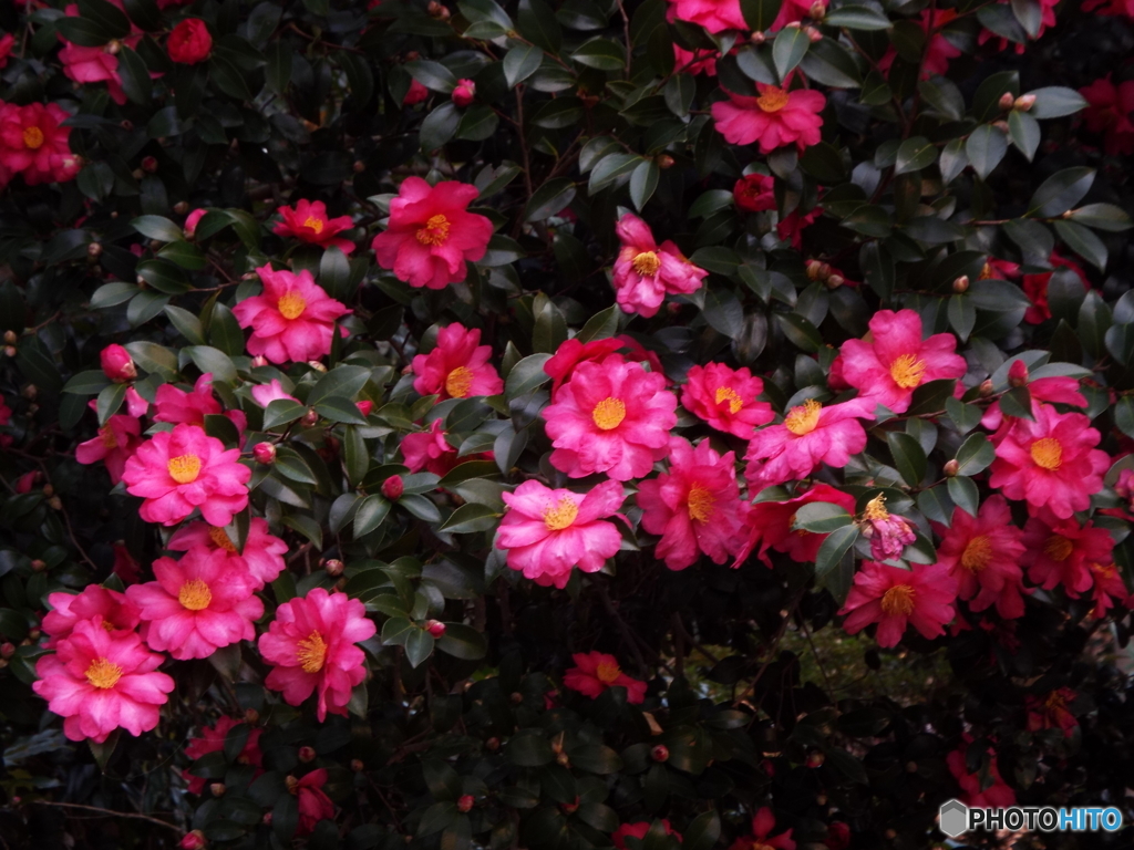 山茶花6