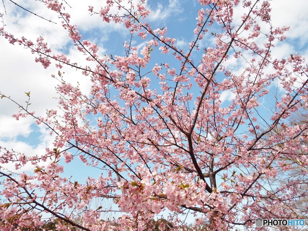 河津桜14