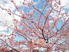 河津桜14