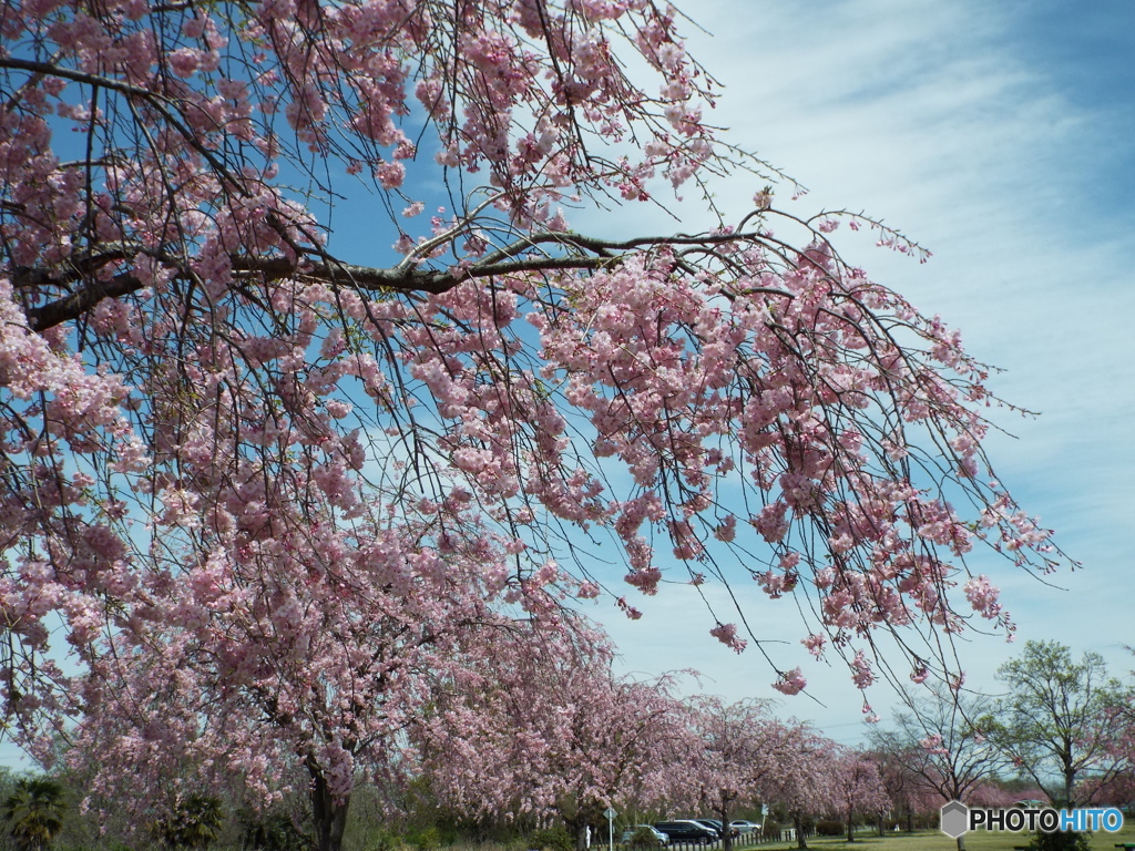 枝垂れ桜5