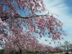 枝垂れ桜5
