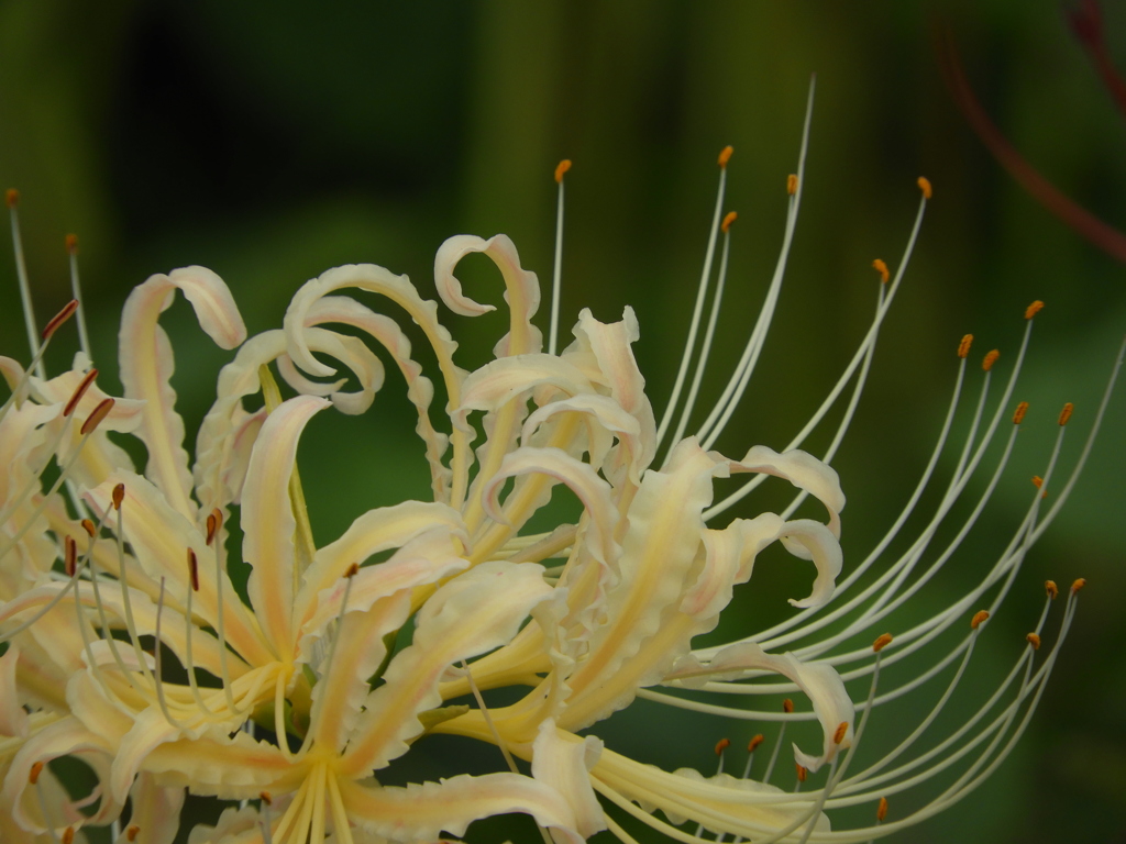 曼珠沙華4