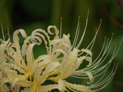 曼珠沙華4