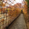 殿ヶ谷戸庭園6