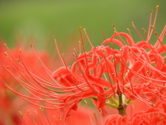 彼岸花17