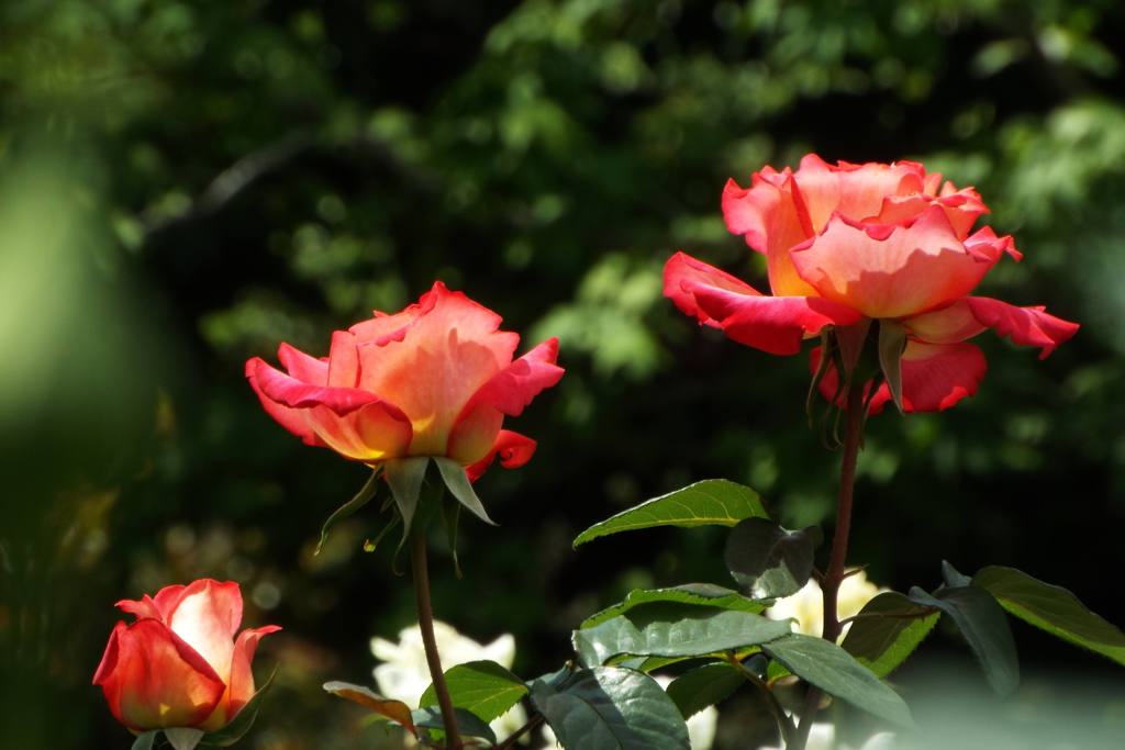 智光山公園・薔薇1