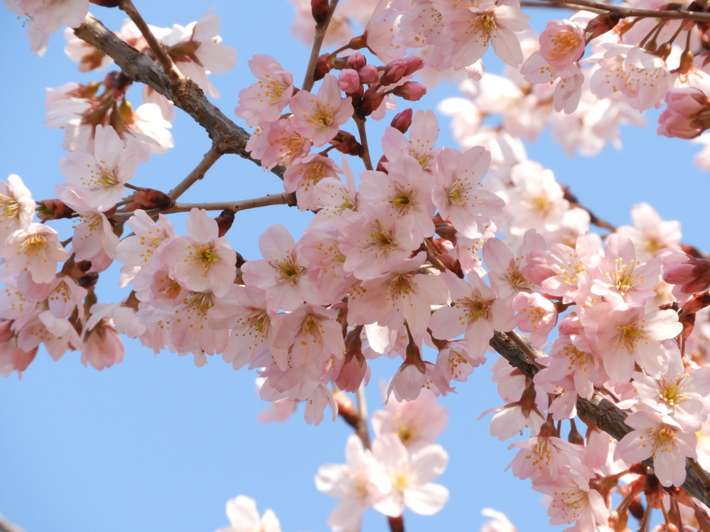 桜2