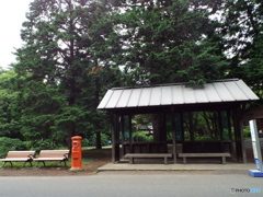深緑の昭和記念公園19