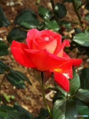 薔薇14