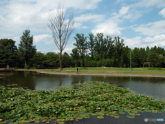 深緑の彩の森入間公園1