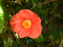 椿1
