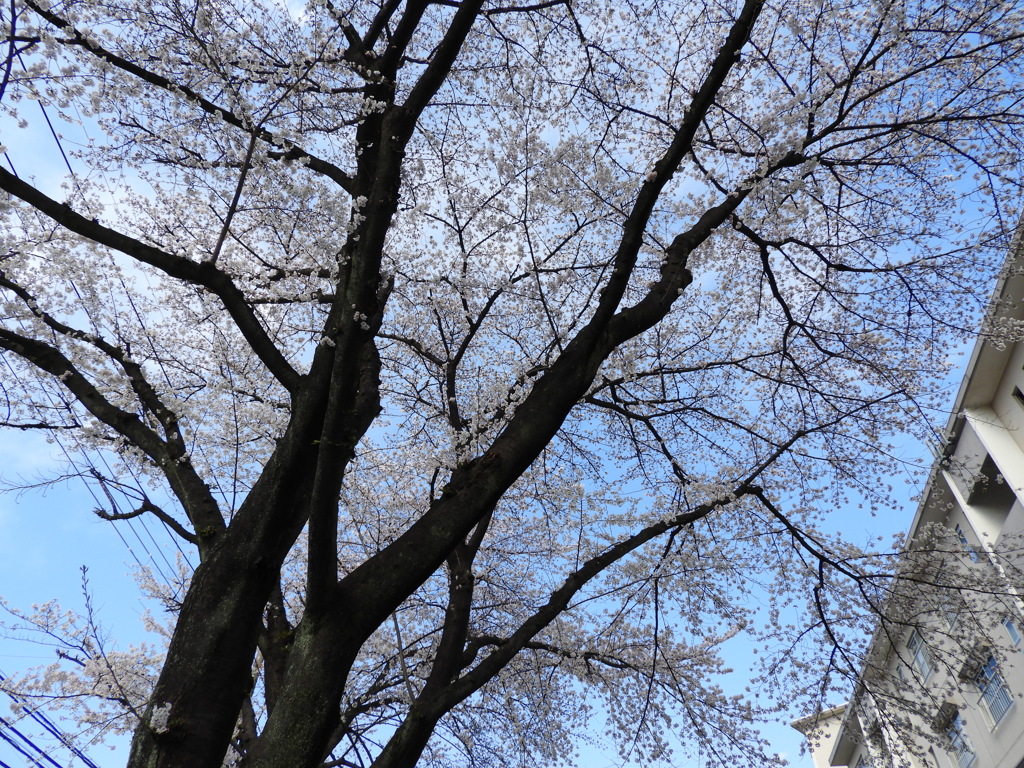 桜4
