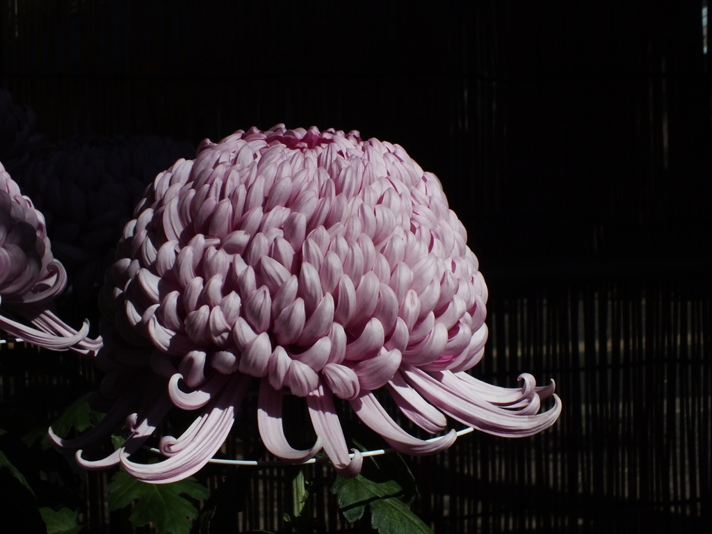 菊花展15