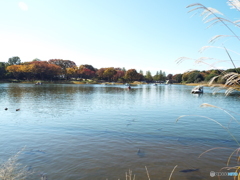 水鳥の池周辺2