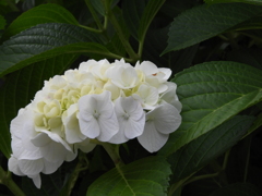 紫陽花19